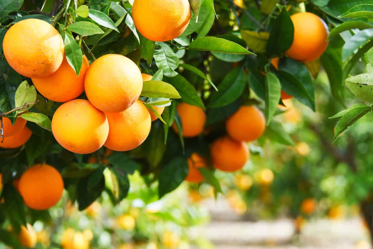 10 of the Best Types of Oranges - Drizzle Me Skinny!