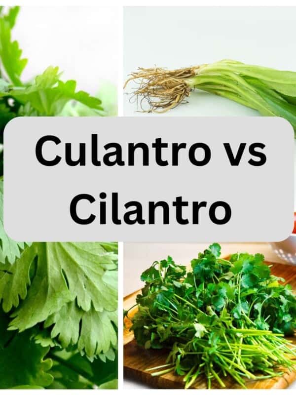 Culantro on white board next to cilantro