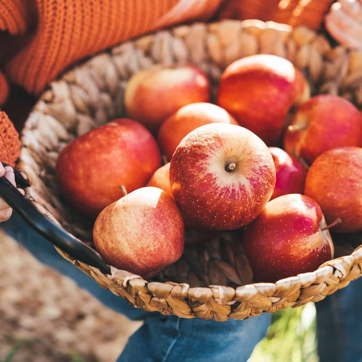 child holding basket of apples